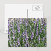 Lila Lavender Delight Postkarte (Vorne/Hinten)