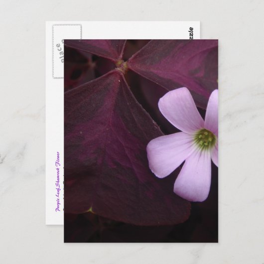Lila Leaf Kleeblatt Blume Postkarte (Vorne/Hinten)