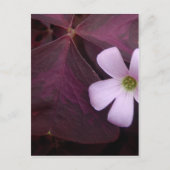 Lila Leaf Kleeblatt Blume Postkarte (Vorderseite)