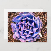 Lila Leidenschaft Postkarte (Vorne/Hinten)