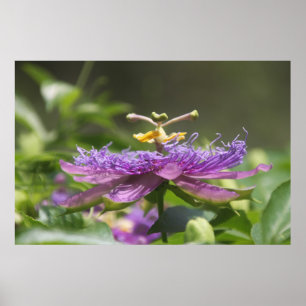 Lila Leidenschafts-Blumen-Natur-Plakat Poster