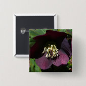 Lila Lenten Rose Ostern Blume Button (Vorne & Hinten)