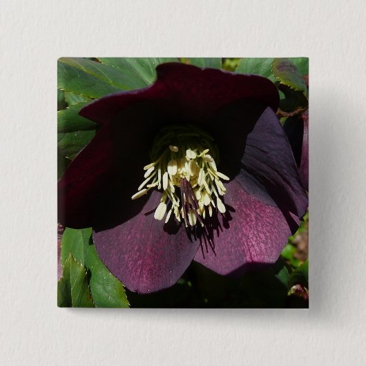 Lila Lenten Rose Ostern Blume Button (Vorderseite)