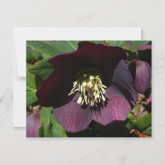 Lila Lenten Rose Ostern Blume Feiertagskarte (Vorderseite)