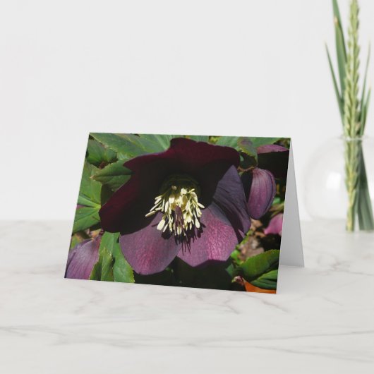 Lila Lenten Rose Ostern Blume Feiertagskarte (Vorderseite)