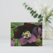 Lila Lenten Rose Ostern Blume Feiertagspostkarte (Stehend Vorderseite)