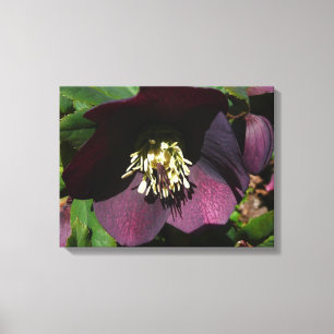 Lila Lenten Rose Ostern Blume Leinwanddruck