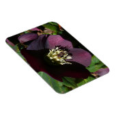 Lila Lenten Rose Ostern Blume Magnet (Rechte Seite)