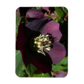 Lila Lenten Rose Ostern Blume Magnet (Vertikal)