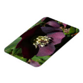 Lila Lenten Rose Ostern Blume Magnet (Linke Seite)