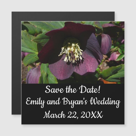 Lila Lenten Rose Ostern Blume Magnetkarte (Vorne/Hinten)