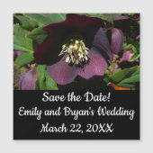 Lila Lenten Rose Ostern Blume Magnetkarte (Vorderseite)