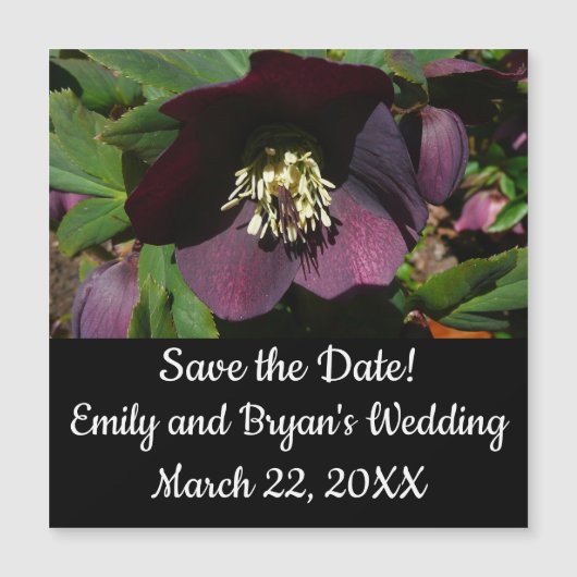 Lila Lenten Rose Ostern Blume Magnetkarte (Vorderseite)