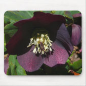 Lila Lenten Rose Ostern Blume Mousepad (Vorne)