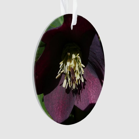 Lila Lenten Rose Ostern Blume Ornament (Vorderseite)