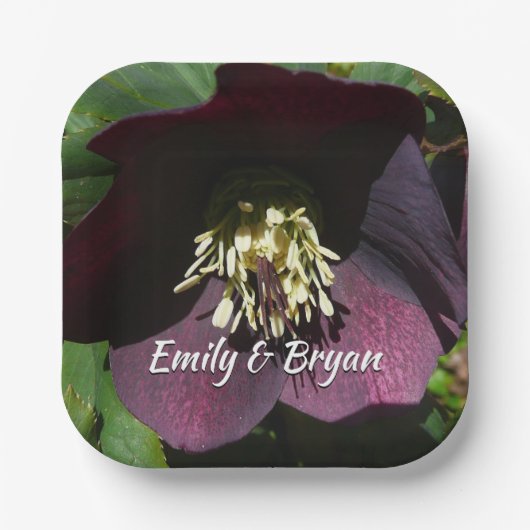 Lila Lenten Rose Ostern Blume Pappteller (Vorderseite)