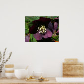 Lila Lenten Rose Ostern Blume Poster (Küche)