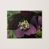 Lila Lenten Rose Ostern Blume Puzzle (Horizontal)