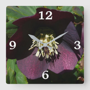 Lila Lenten Rose Ostern Blume Quadratische Wanduhr