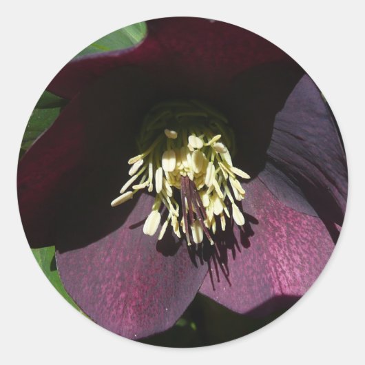 Lila Lenten Rose Ostern Blume Runder Aufkleber (Vorderseite)