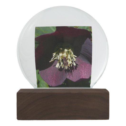 Lila Lenten Rose Ostern Blume Schneekugel (Rückseite)