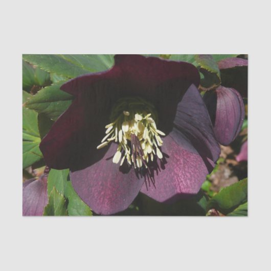 Lila Lenten Rose Ostern Blume Seidenpapier (Vorderseite)