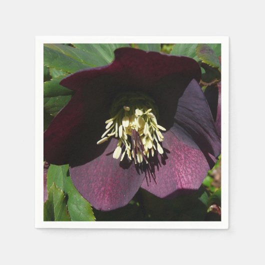Lila Lenten Rose Ostern Blume Serviette (Vorderseite)