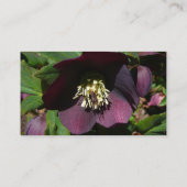 Lila Lenten Rose Ostern Blume Visitenkarte (Rückseite)