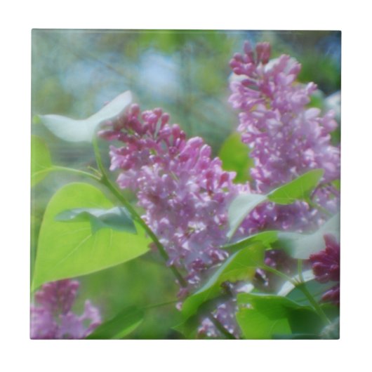 Lila lila Blumen-Fliese Fliese (Vorderseite)