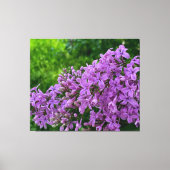 Lila Lila romantisches lila Foto Leinwanddruck (Vorderseite)