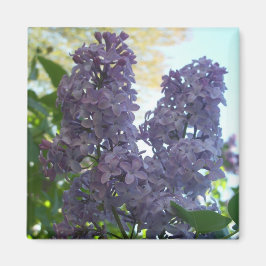 Lila Lilac 8 Magnet