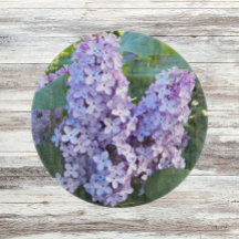 Lila Lilac Blooms Floral
