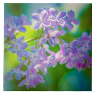 Lila Lilac-Blume Fliese
