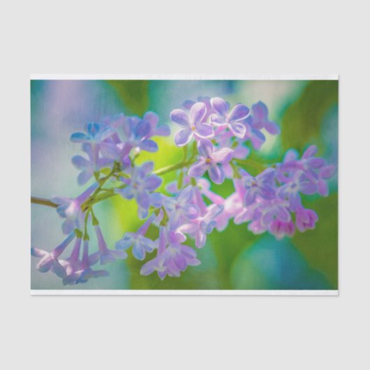 Lila Lilac-Blume Seidenpapier (Vorderseite)