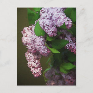 Lila Lilac Bouquet Malerei Postkarte