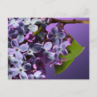 Lila Lilac Foto Hochzeit retten die Daten Ankündigungspostkarte