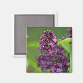 Lila Lilac Magnet (Vorderseite/Rückseite)