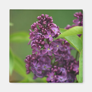 Lila Lilac Magnet