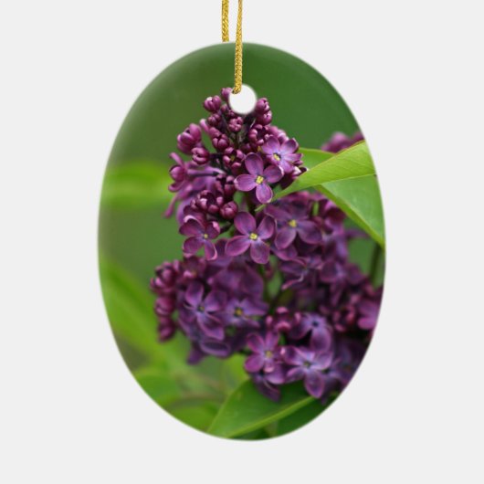 Lila Lilac Ornament (Hinten)