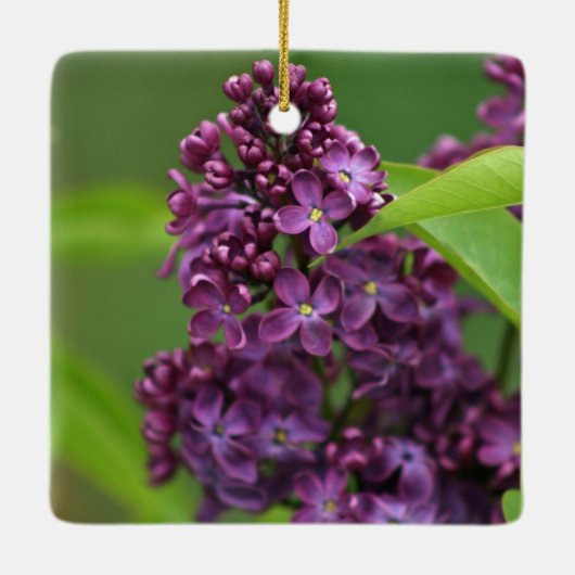 Lila Lilac Ornament (Rückseite)
