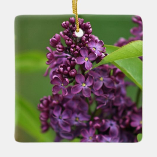 Lila Lilac Ornament (Vorderseite)
