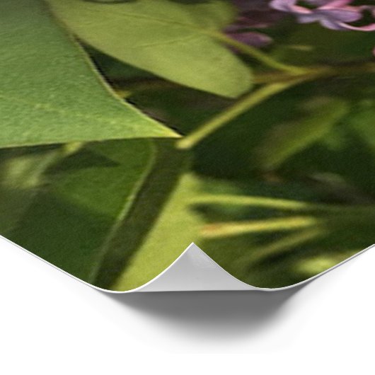 Lila Lilac Poster (Ecke)