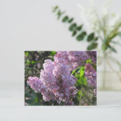 Lila Lilac Postkarte (Stehend Vorderseite)