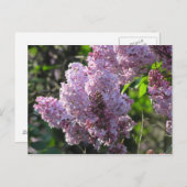 Lila Lilac Postkarte (Vorne/Hinten)