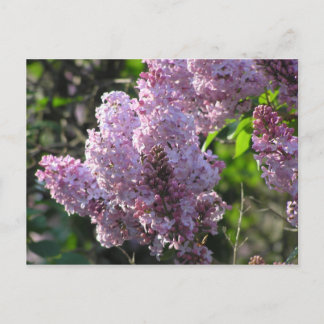 Lila Lilac Postkarte