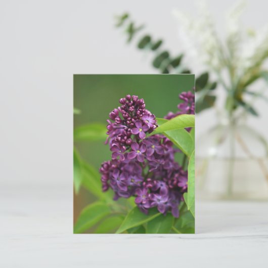 Lila Lilac Postkarte (Stehend Vorderseite)