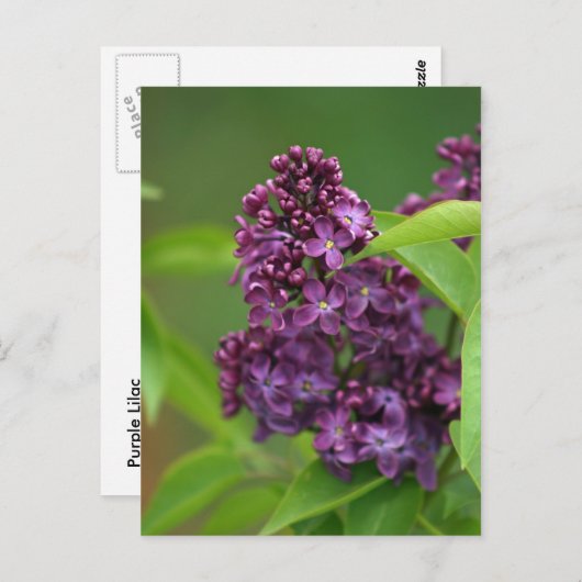 Lila Lilac Postkarte (Vorne/Hinten)