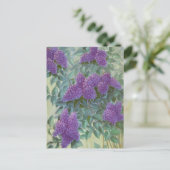Lila Lilac von Cargill, 1937 Postkarte (Stehend Vorderseite)