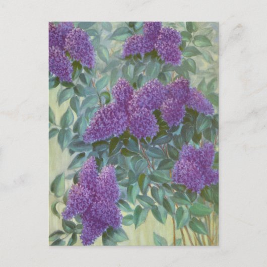 Lila Lilac von Cargill, 1937 Postkarte (Vorderseite)