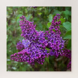 Lila Lilacs an einem Frühlingstag Acryldruck Puzzle